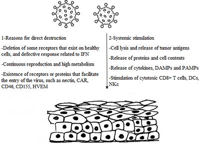 Oncolytic Viruses and Cancer, Do You Know the Main Mechanism?